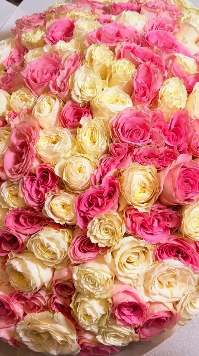 201 rosas en rosa y crema